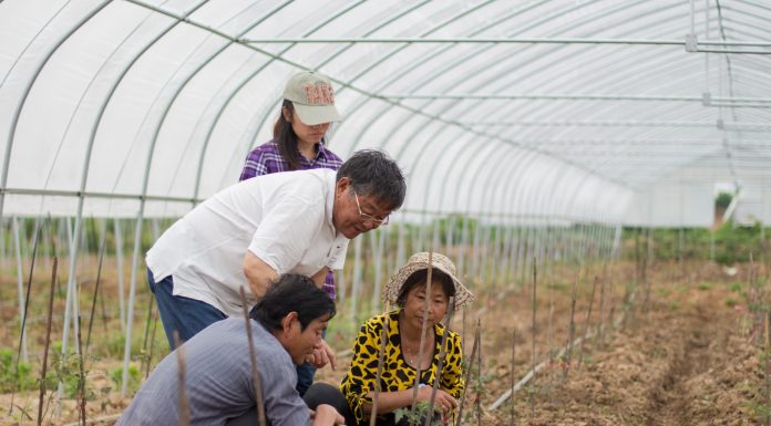 Cina: esperto agricolo dedica oltre sei decenni allo sviluppo delle campagne (2)