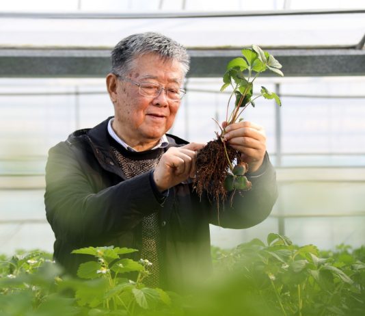 Cina: esperto agricolo dedica oltre sei decenni allo sviluppo delle campagne (3)