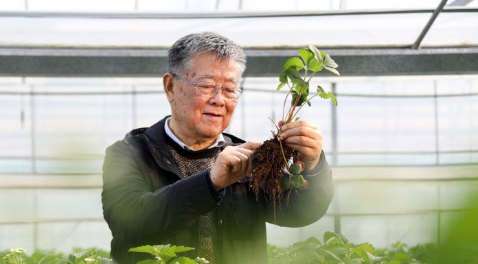 Cina: esperto agricolo dedica oltre sei decenni allo sviluppo delle campagne (3)
