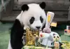 Cina: Zoo di Taipei, panda gigante Yuan Zai festeggia tredicesimo compleanno (1)