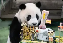 Cina: Zoo di Taipei, panda gigante Yuan Zai festeggia tredicesimo compleanno (1)