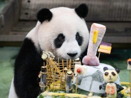 Cina: Zoo di Taipei, panda gigante Yuan Zai festeggia tredicesimo compleanno (1)