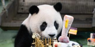 Cina: Zoo di Taipei, panda gigante Yuan Zai festeggia tredicesimo compleanno (1)