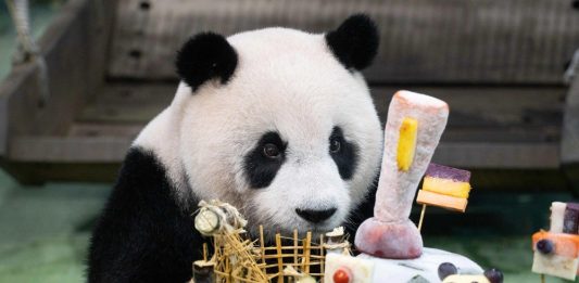 Cina: Zoo di Taipei, panda gigante Yuan Zai festeggia tredicesimo compleanno (1)