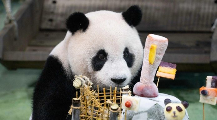 Cina: Zoo di Taipei, panda gigante Yuan Zai festeggia tredicesimo compleanno (1)