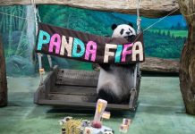 Cina: Zoo di Taipei, panda gigante Yuan Zai festeggia tredicesimo compleanno (2)