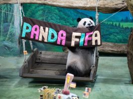 Cina: Zoo di Taipei, panda gigante Yuan Zai festeggia tredicesimo compleanno (2)