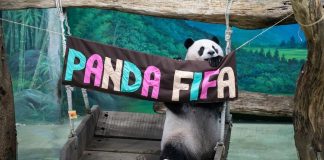 Cina: Zoo di Taipei, panda gigante Yuan Zai festeggia tredicesimo compleanno (2)