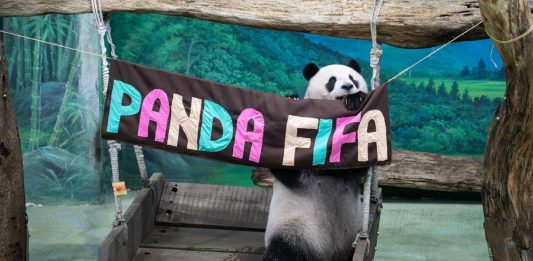 Cina: Zoo di Taipei, panda gigante Yuan Zai festeggia tredicesimo compleanno (2)