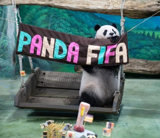 Cina: Zoo di Taipei, panda gigante Yuan Zai festeggia tredicesimo compleanno (2)
