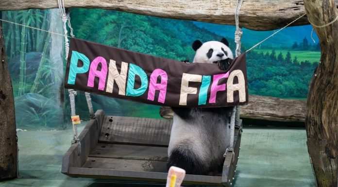 Cina: Zoo di Taipei, panda gigante Yuan Zai festeggia tredicesimo compleanno (2)