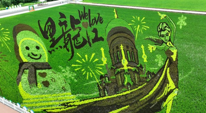 Cina: Heilongjiang, opere d’arte nelle risaie (1)