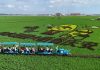 Cina: Heilongjiang, opere d’arte nelle risaie (2)