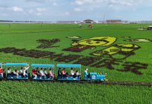 Cina: Heilongjiang, opere d’arte nelle risaie (2)