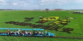 Cina: Heilongjiang, opere d’arte nelle risaie (2)
