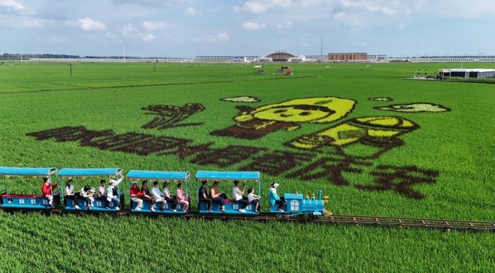 Cina: Heilongjiang, opere d’arte nelle risaie (2)