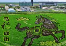 Cina: Heilongjiang, opere d’arte nelle risaie (3)
