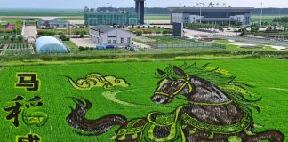 Cina: Heilongjiang, opere d’arte nelle risaie (3)