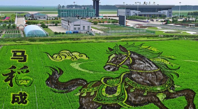 Cina: Heilongjiang, opere d’arte nelle risaie (3)