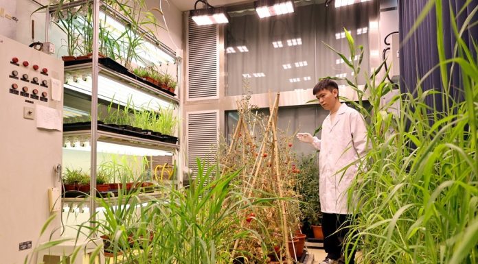 Cina: Shanghai, CAS punta su ricerca di base sostenendo giovani talenti (2)