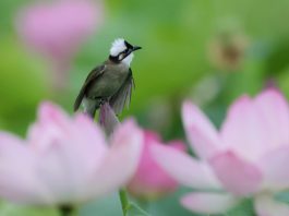 Cina: stretta su caccia illegale agli uccelli e reati contro fauna selvatica
