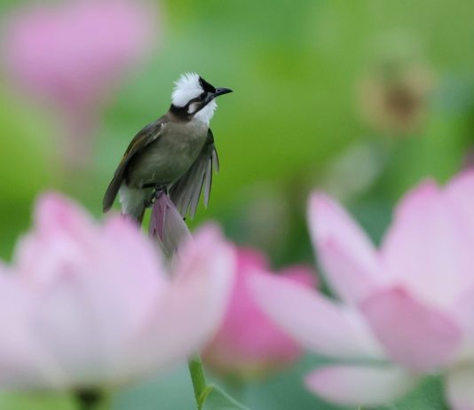 Cina: stretta su caccia illegale agli uccelli e reati contro fauna selvatica