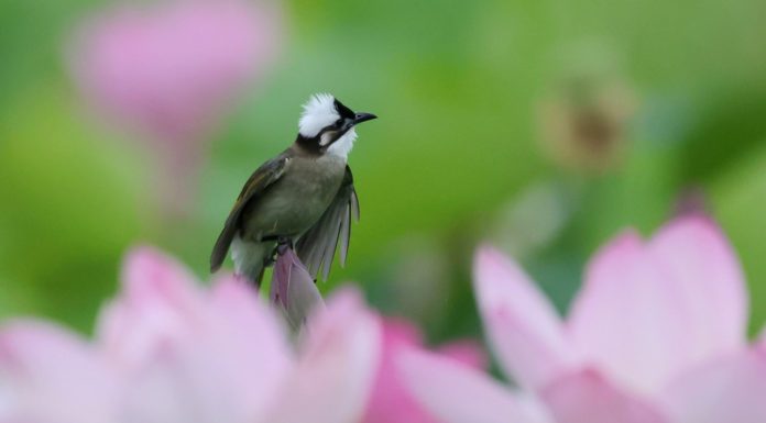 Cina: stretta su caccia illegale agli uccelli e reati contro fauna selvatica