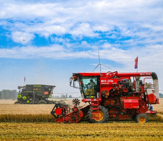 Cina: per la prima volta il raccolto di cereali estivi supera 150 mln tonnellate
