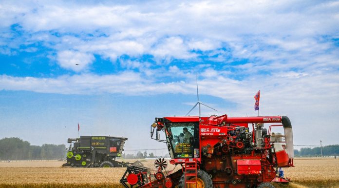 Cina: per la prima volta il raccolto di cereali estivi supera 150 mln tonnellate