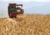Cina: il 2026 segna un altro abbondante raccolto di cereali estivi (2)