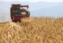 Cina: il 2026 segna un altro abbondante raccolto di cereali estivi (2)