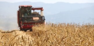 Cina: il 2026 segna un altro abbondante raccolto di cereali estivi (2)