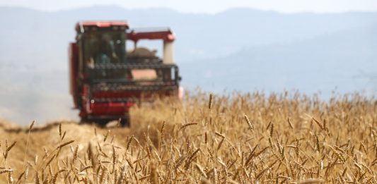 Cina: il 2026 segna un altro abbondante raccolto di cereali estivi (2)