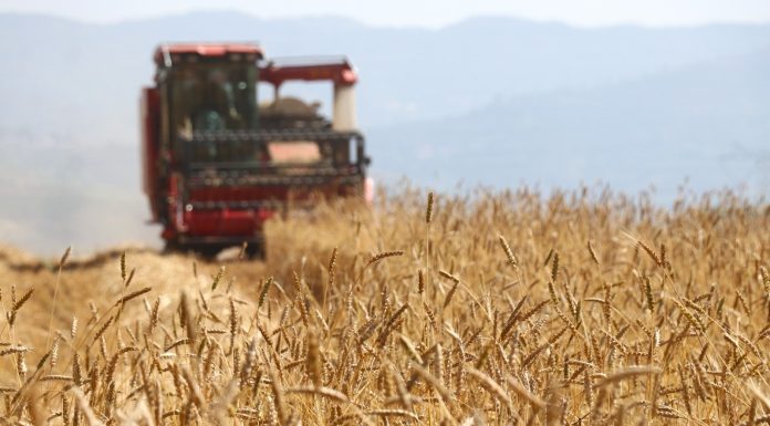 Cina: il 2026 segna un altro abbondante raccolto di cereali estivi (2)