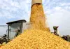 Cina: il 2026 segna un altro abbondante raccolto di cereali estivi (3)