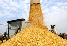 Cina: il 2026 segna un altro abbondante raccolto di cereali estivi (3)