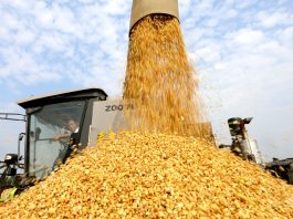 Cina: il 2026 segna un altro abbondante raccolto di cereali estivi (3)