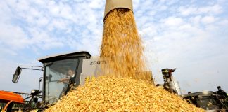 Cina: il 2026 segna un altro abbondante raccolto di cereali estivi (3)