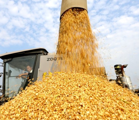 Cina: il 2026 segna un altro abbondante raccolto di cereali estivi (3)