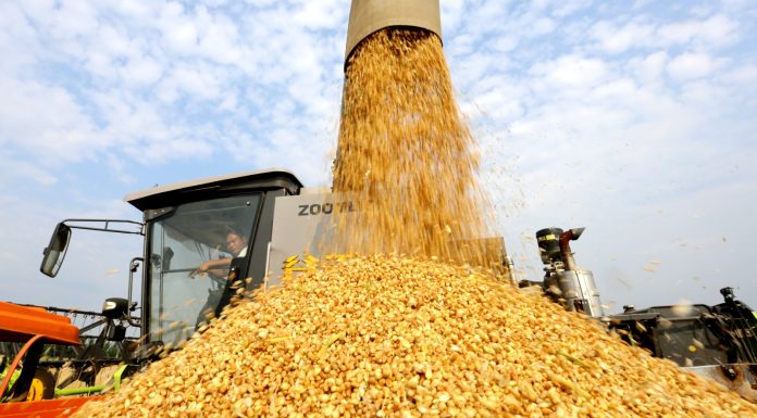 Cina: il 2026 segna un altro abbondante raccolto di cereali estivi (3)