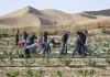 Cina: calano tempeste di sabbia dopo decenni di interventi anti-desertificazione