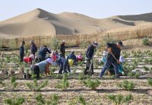 Cina: calano tempeste di sabbia dopo decenni di interventi anti-desertificazione