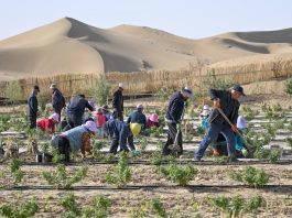 Cina: calano tempeste di sabbia dopo decenni di interventi anti-desertificazione