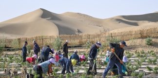 Cina: calano tempeste di sabbia dopo decenni di interventi anti-desertificazione