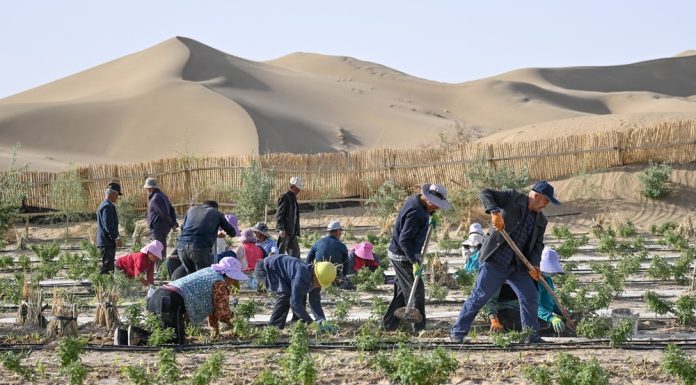 Cina: calano tempeste di sabbia dopo decenni di interventi anti-desertificazione