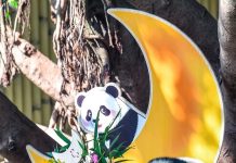 Cina: Chongqing, il panda gigante Wang Shu festeggia il suo primo compleanno (1)