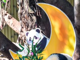 Cina: Chongqing, il panda gigante Wang Shu festeggia il suo primo compleanno (1)