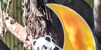 Cina: Chongqing, il panda gigante Wang Shu festeggia il suo primo compleanno (1)