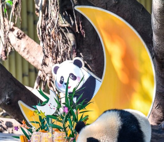 Cina: Chongqing, il panda gigante Wang Shu festeggia il suo primo compleanno (1)