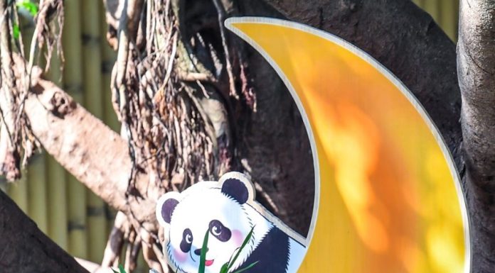 Cina: Chongqing, il panda gigante Wang Shu festeggia il suo primo compleanno (1)